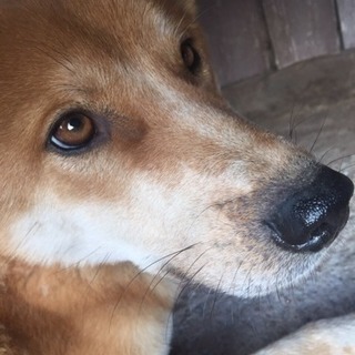 おとなしい犬  貰って下さい。)^o^(