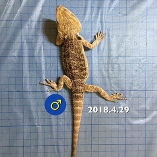 里親様決定‼︎    青)フトアゴヒゲトカゲ♂ ヤング