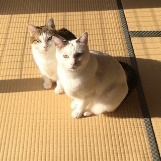 里親さん募集します
