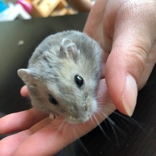 ハムスター 里親募集