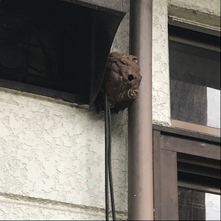 蜂の巣駆除、承ります。防護服のレンタルもご相談ください！ - 便利屋