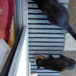 キャットフードを格安、もしくは譲っていただきたいです。