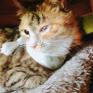 迷い猫だった生後約3ヶ月の女の子です