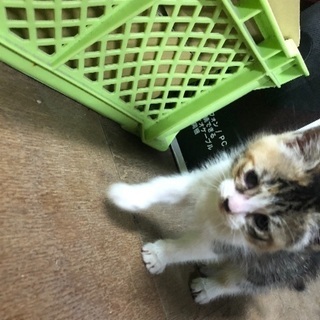 生後1ヶ月です。