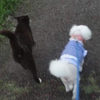 目が見えないマルチーズちゃん。 - 犬