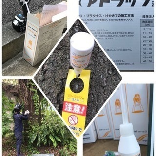 桜 松の害虫駆除 薬剤注入致します（埼玉県所沢市 狭山市 さいたま市志木市〜）の画像