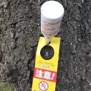 桜 松の害虫駆除 薬剤注入致します（埼玉県所沢市 狭山市 さいたま市志木市〜） - 所沢市