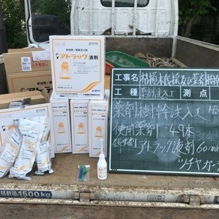 桜 松の害虫駆除 薬剤注入致します（埼玉県所沢市 狭山市 さいたま市志木市〜） − 埼玉県
