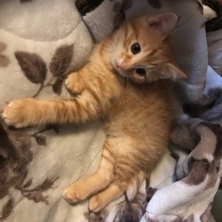 飼い主さま募集