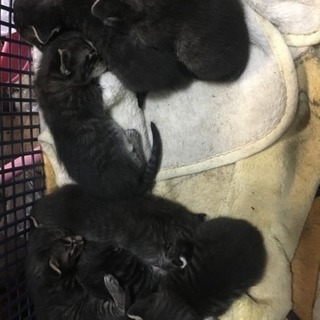 子猫もらって下さい