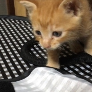 カギシッポの茶トラくんです。