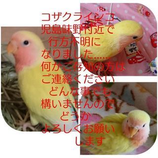 迷子コザクラインコ