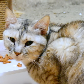 里親さん・トライアルさん募集（６）ルーちゃん