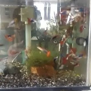 熱帯魚　グッピー
