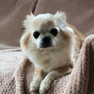 オスとメスのチワワです。