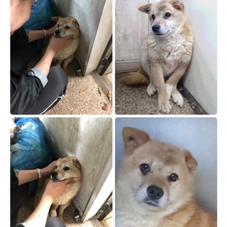 多頭飼育現場から！小柄な中型臆病な男の子が家族を待っています！
