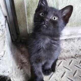 里親募集！生後２ヶ月の黒猫です