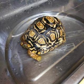 豹紋リクガメ