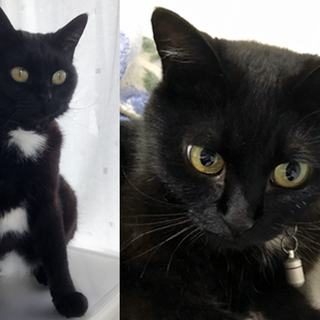 4歳メス黒猫の里親さん募集です。