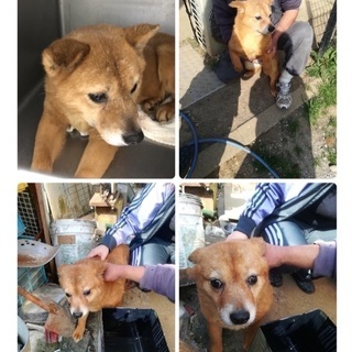 多頭飼育現場で家族を待っています！コロッとした手足短めのビビリち...