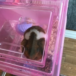 ハムスターの里親さん募集