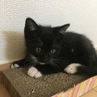 生後1ヶ月半！人間大好きサスケくん！