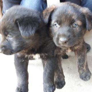 【里親決定。ありがとうございました】シェパードと野良犬(白)のmix