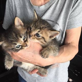 子猫の里親さん　募集中です！