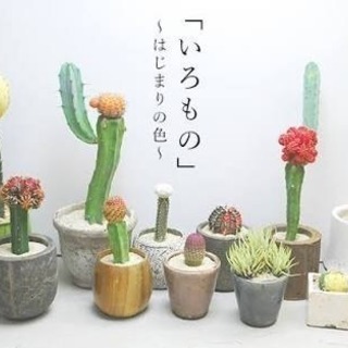サボテン 愛好