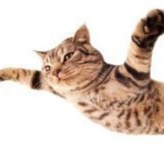 猫友募集♪