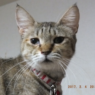 里親さん・トライアルさん募集（28）れたすちゃん