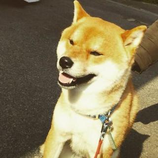 米子で柴犬かわれてる人