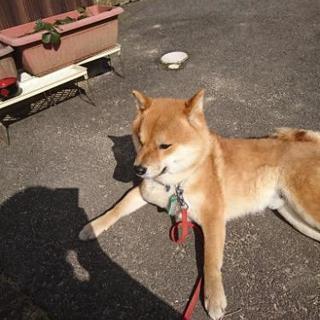米子で柴犬かわれてる人 - 米子市