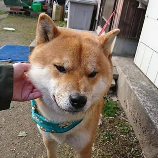 米子で柴犬かわれてる人 - その他