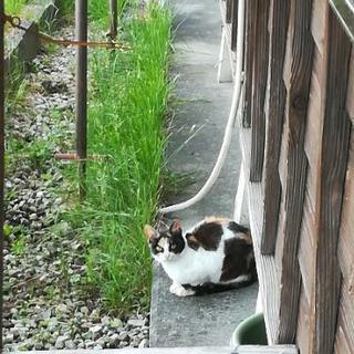 最近野良ちゃんが親子でくるようになりました、その兄弟です、