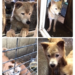 多頭飼育現場で家族を待っています！小さめの中型雑種、怖がりさんの...
