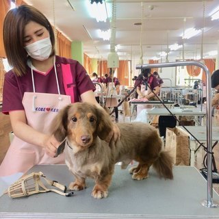 人気の予感！日曜フリータイム制トリミング技術習得コース開始！神戸...