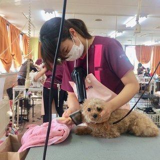 人気の予感！日曜フリータイム制トリミング技術習得コース開始！神戸愛犬美容専門学院　神戸校・姫路校の画像