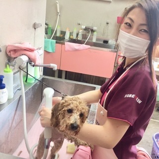 人気の予感！日曜フリータイム制トリミング技術習得コース開始！神戸愛犬美容専門学院　神戸校・姫路校の画像