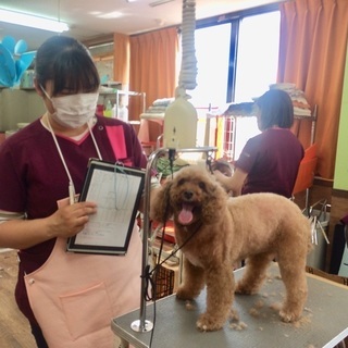 人気の予感！日曜フリータイム制トリミング技術習得コース開始！神戸愛犬美容専門学院　神戸校・姫路校の画像