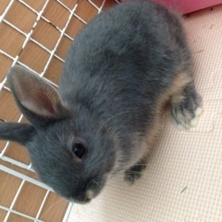 子うさぎ里親募集