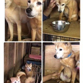 多頭飼育現場から！小柄な中型雑種の女の子が幸せを待っています！