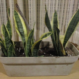 観葉植物 サンセベリア 3株 プランター付き