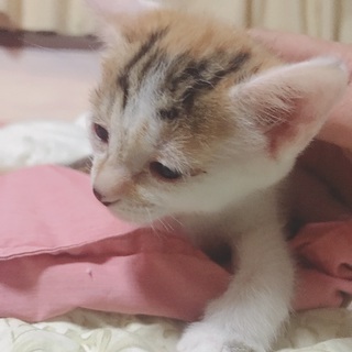 生後約1ヶ月の子猫です！