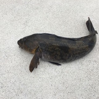 メバリングいきませんか？