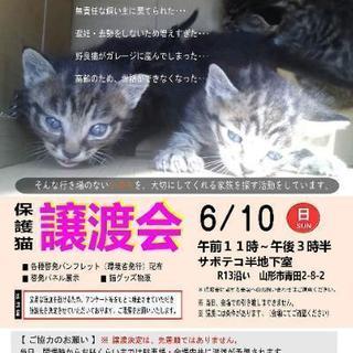 急募 子猫用のフードご支援のお願い