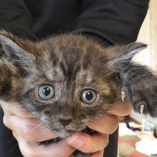 子猫、生後４０日メス１匹