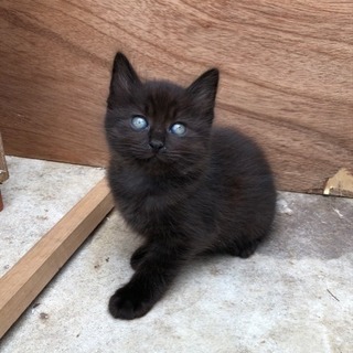 生後1ヶ月半の仔猫ちゃん里親さん募集