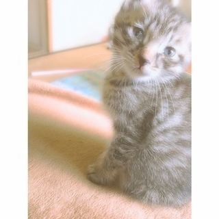 里親募集ﾟ+｡:.ﾟ