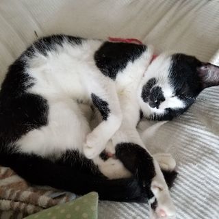 一歳半の成猫の雄雌二匹同時の里親様募集します。